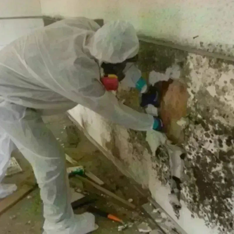 Mold Remediation and Removal in Dana, NC